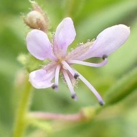 Cleome monophylla L.